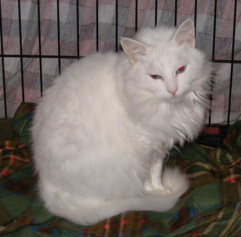 turkish angora kittens for sale ny