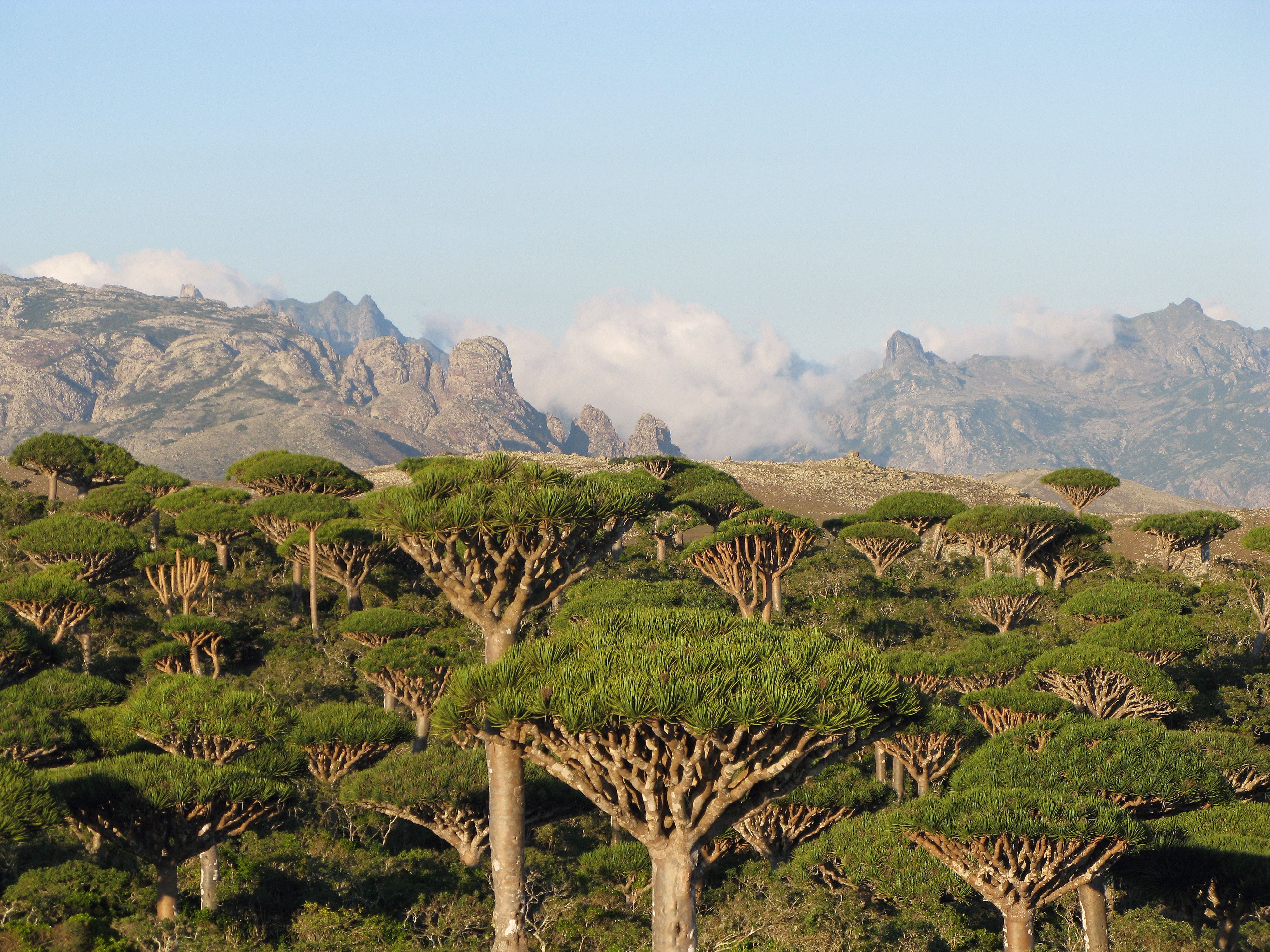 Socotra Island Eco Tours Socotra Island Eco Tours