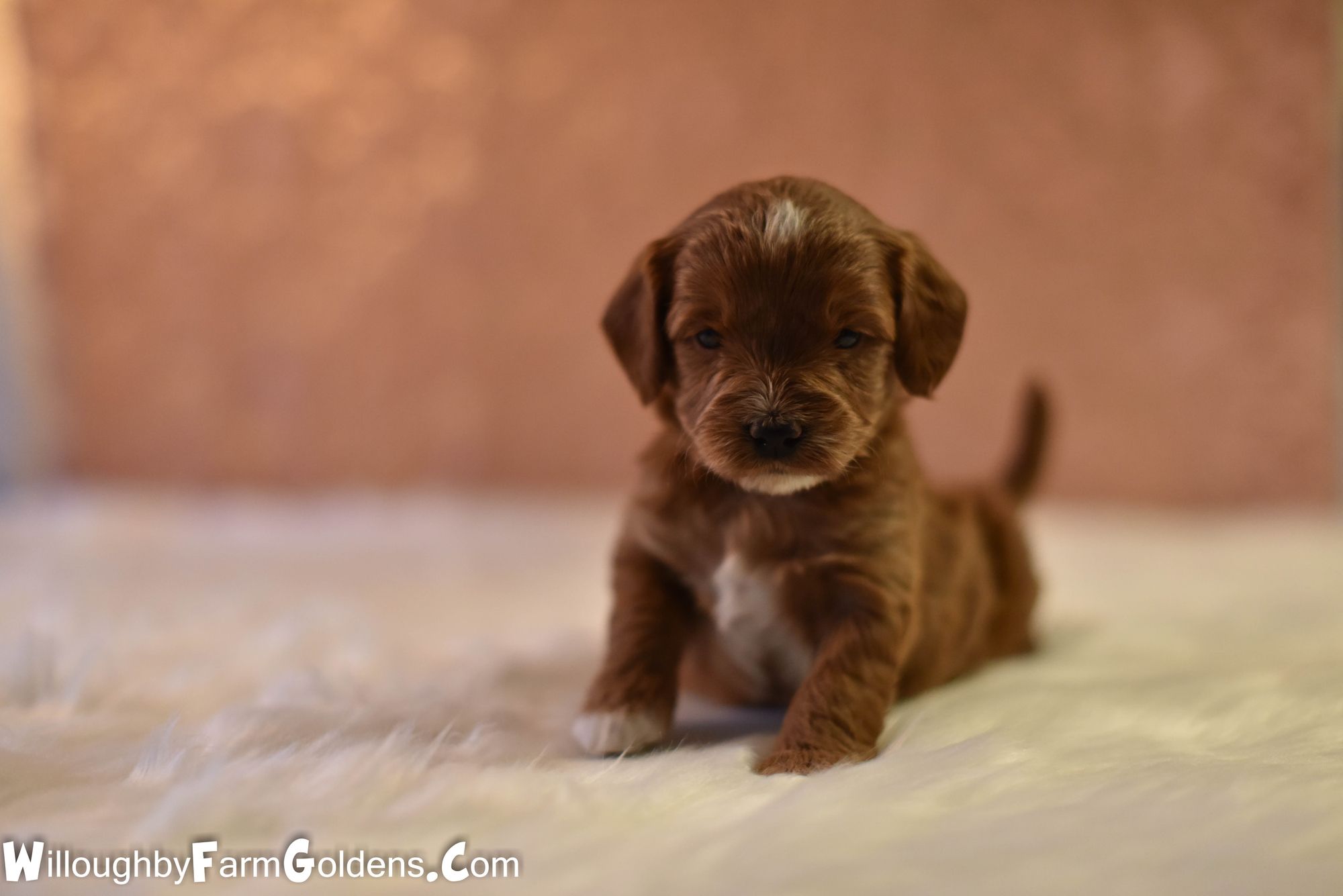 Golden Retriever Puppy Hug Cute Animals Puppies Animals