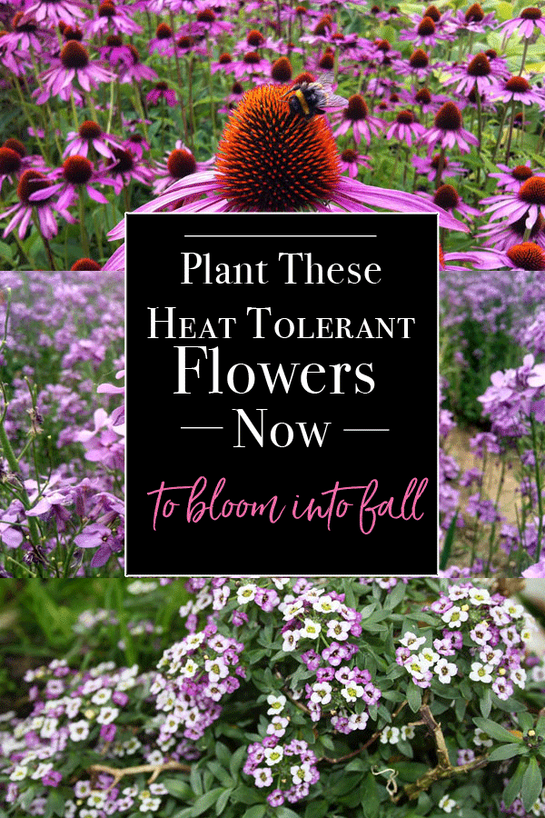 You still have time to plant these heat tolerant perennial flowers for blooms through fall. These flowering plants for full sun are colorful and easy ...