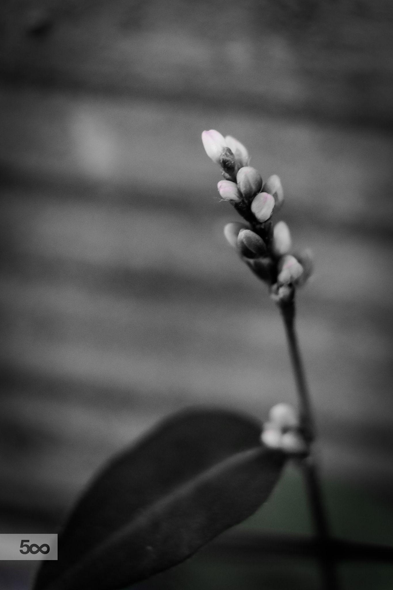 Single bw