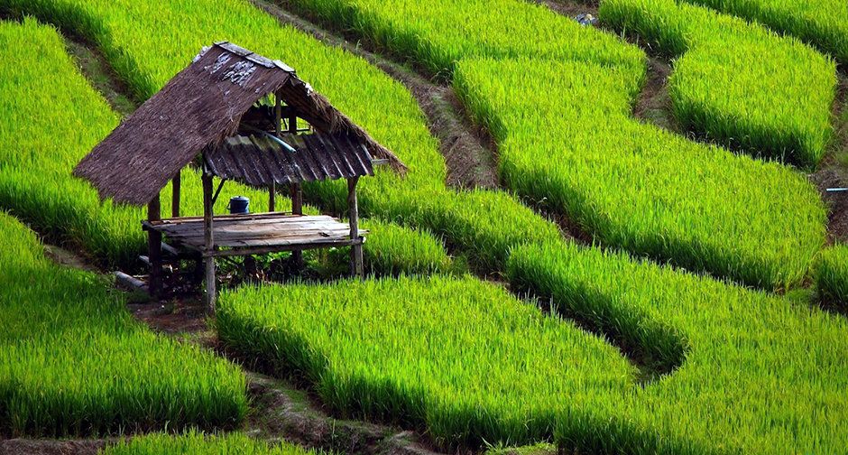 Sri Lanka | Field landscape, Landscape wallpaper, Landscape