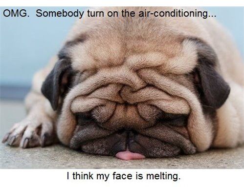 Funny Dog Photo Omg Somebody Turn On The Air Conditioning I