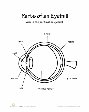 how to draw eye diagram parts of an eye worksheets eye and homeschool how to draw eye diagram parts of an eye worksheets eye and homeschool