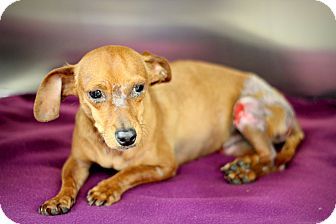 College Station Tx Dachshund Chihuahua Mix Meet Baratheon