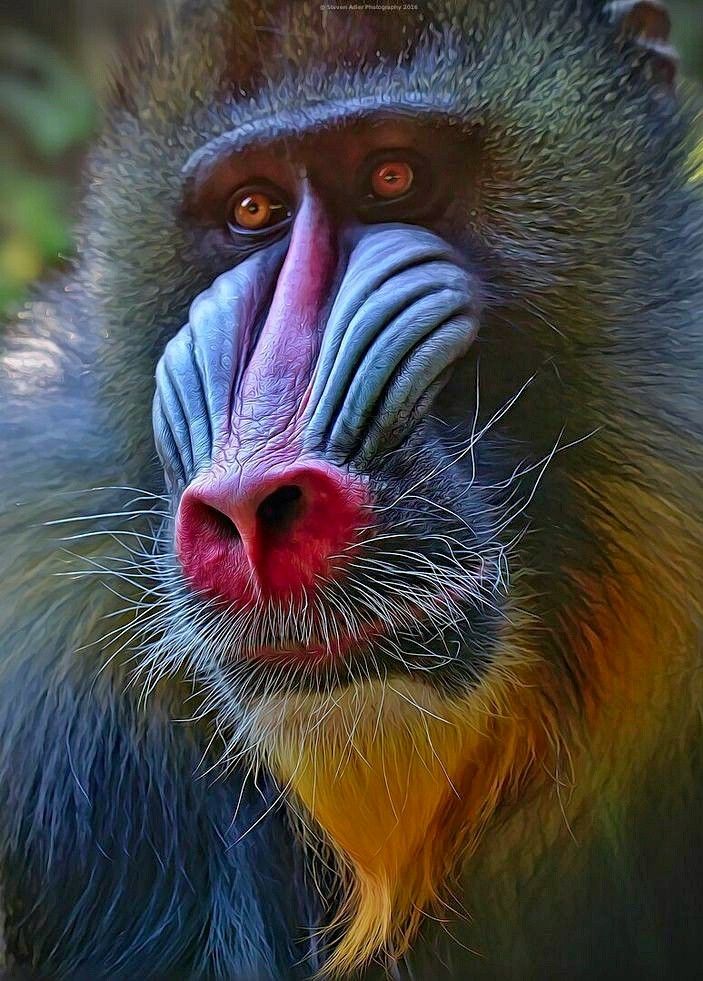 Mandril Big Animals Animals Of The World Cute Funny Animals Primates mandril-big-animals-animals-of-the-world-cute-funny-animals-primates