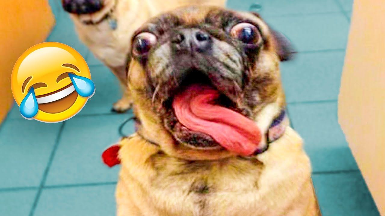 Hilarious Dogs and Cats Videos