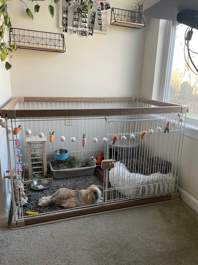 Thought you guys would appreciate Beau’s set up! He’s free roam except for bedtime :): Rabbits Indoor Rabbit House, Indoor Rabbit Cage, House Rabbit, Rabbit Hutch Indoor, Pet Bunny House, Diy Bunny Cage, Bunny Cages, Rabbit Cages, Rabbit Playpen