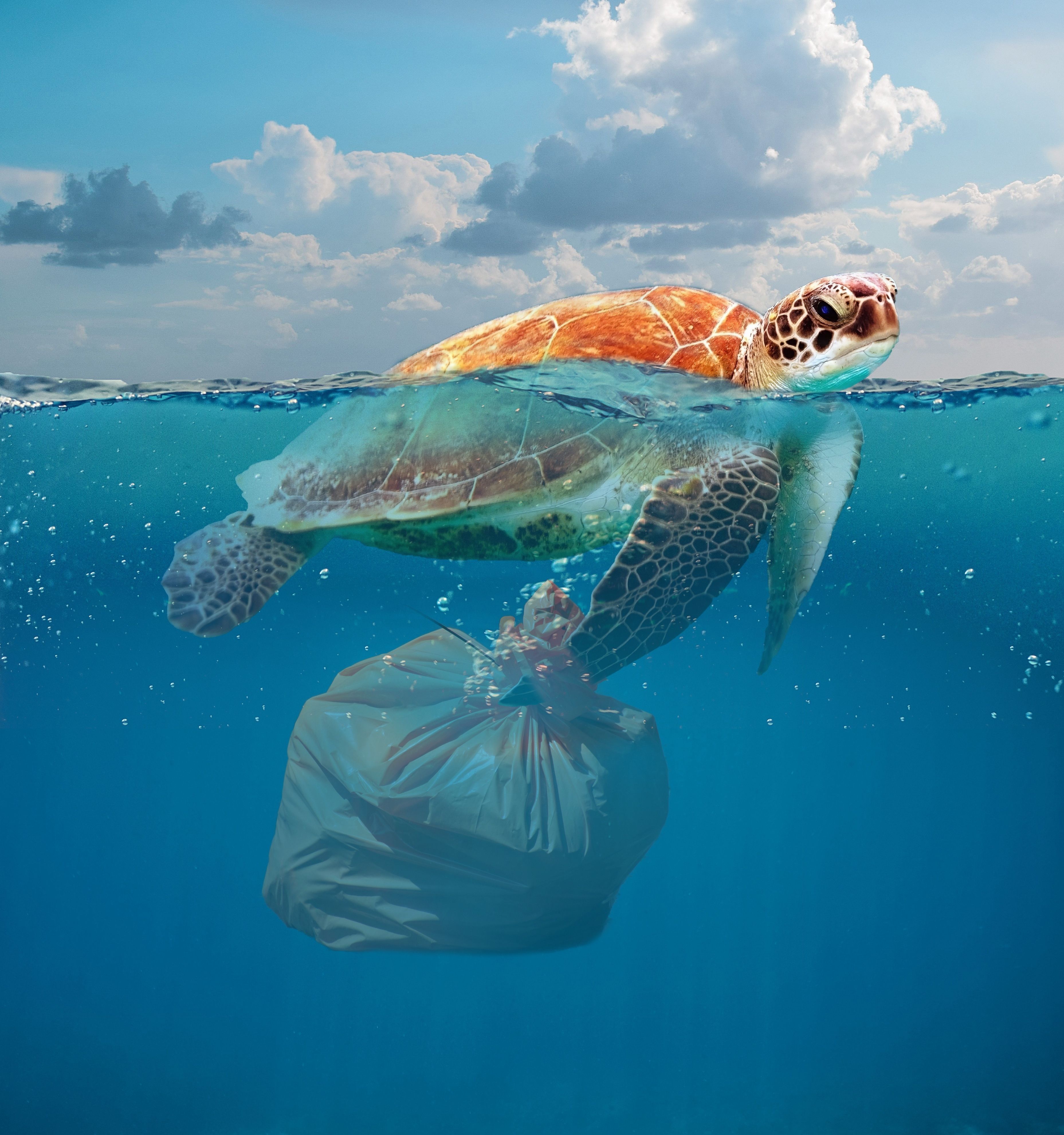 Plastik Im Meer Bilder Zum Ausdrucken Umwelt Plastikmüll bringt