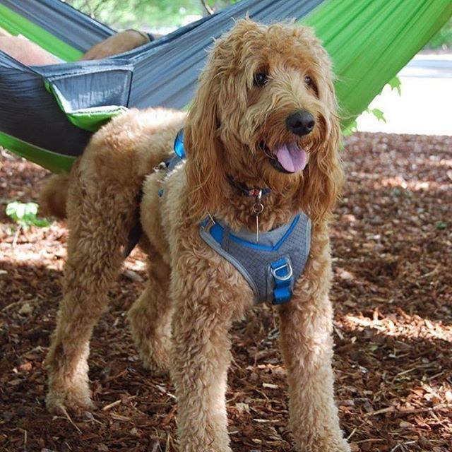 Doodle Cuteness Rocking The Kurgo Journey Harness Pic