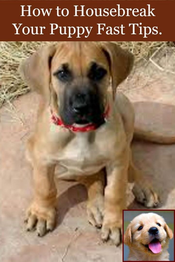 House Training A Puppy Methods And Dog Training Courses Scotland