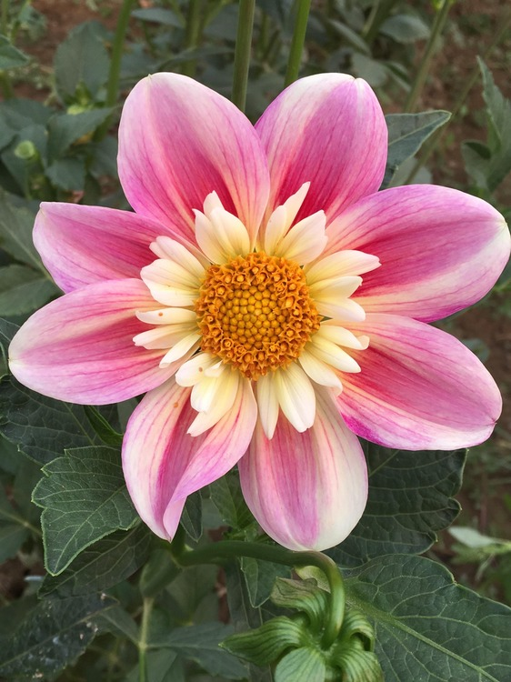 30 Dahlias Ideas Dahlia Plants Flowers