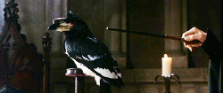 10 Transfiguration ideas | the transfiguration, harry potter, hogwarts