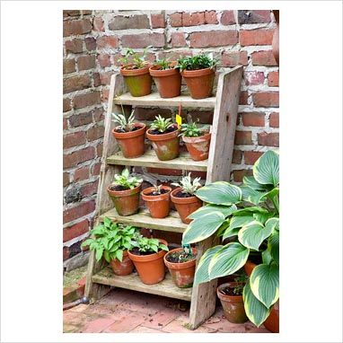 Gap Photos Garden Plant Picture Library Step Ladder Gap Photos Garden Plant Picture Library Step Ladder Stand