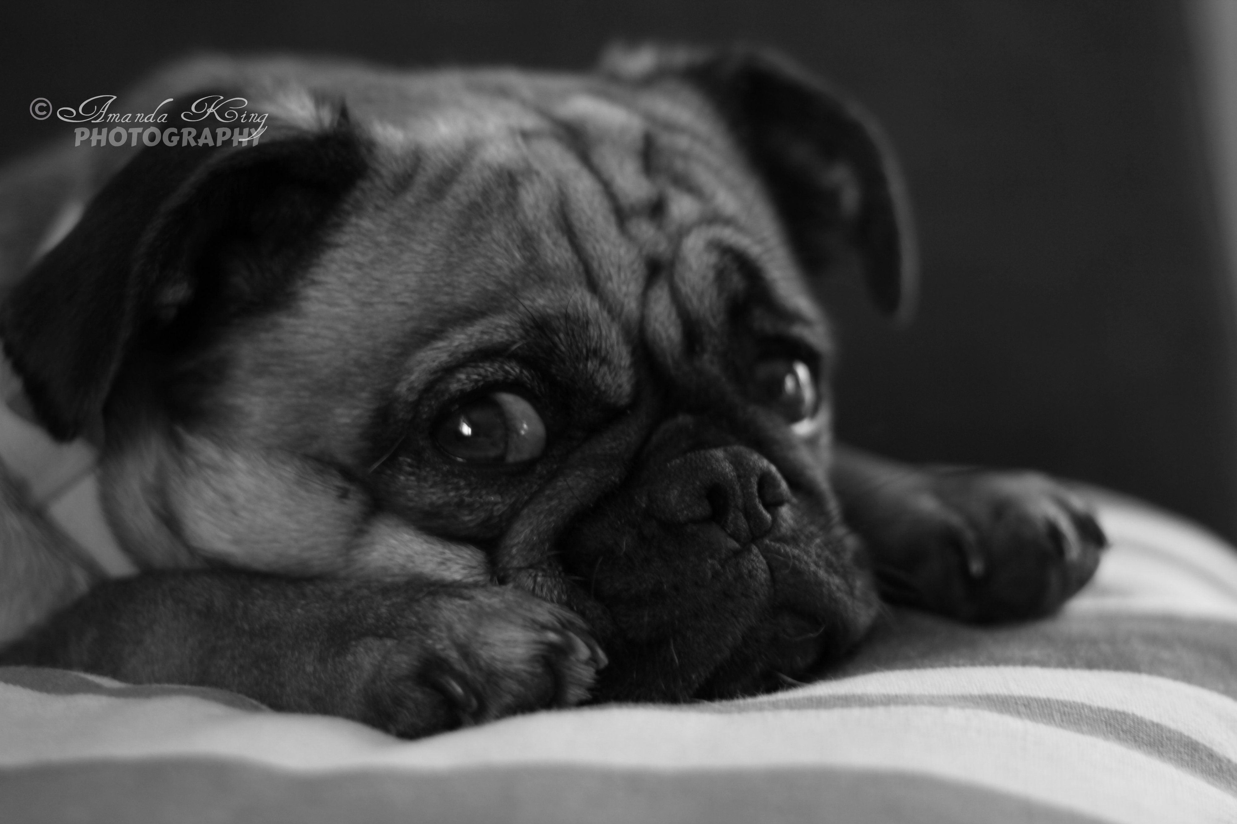 Pug Griffin Peggy Sue Penny226 Animals Cute Animals Pugs