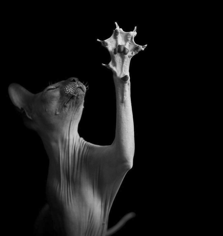 The Mysterious Lives Of Cats Captured In Black White Sphynx Cat The Mysterious Lives Of Cats Captured In Black White Sphynx Cat