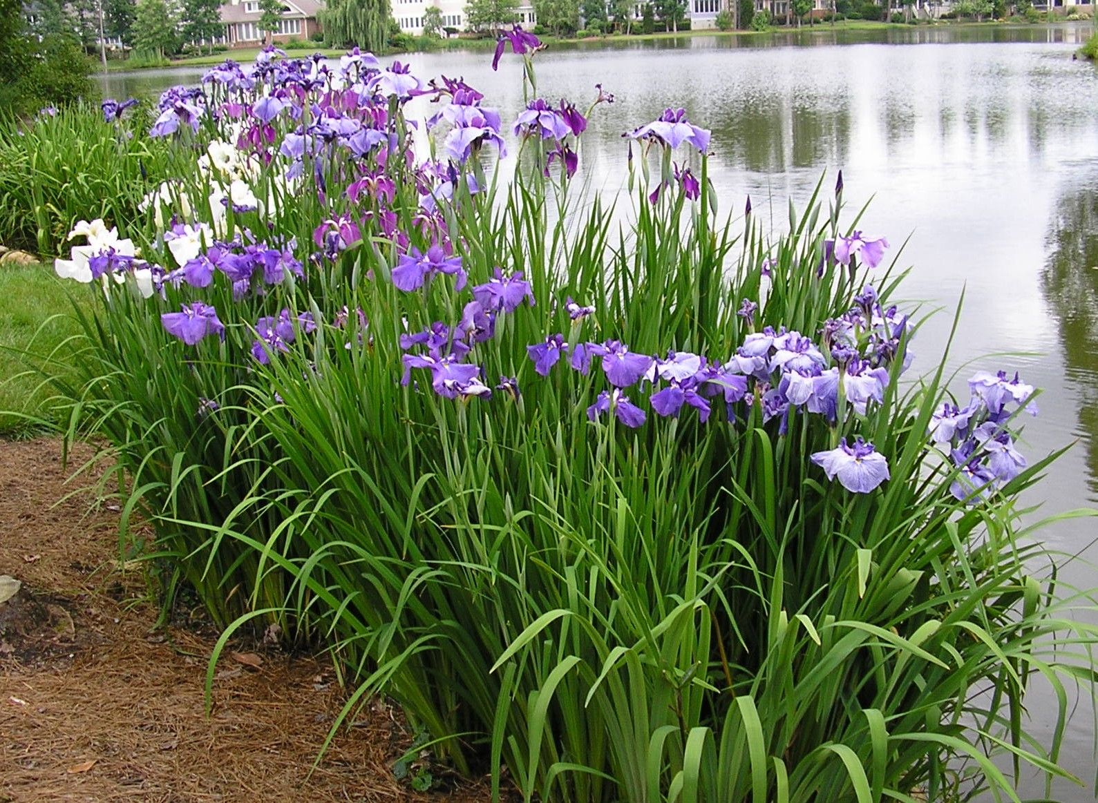Japanese iris