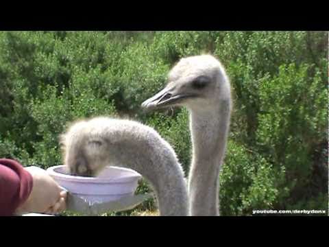 ostrich ostriches