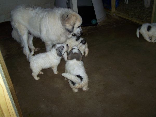 Great Pyrenese Can T Wait To Move To The Farm To Get One Of These