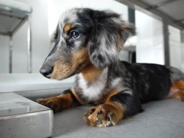 Long Haired Silver Dapple Miniature Dachshund Such A Pretty Pup