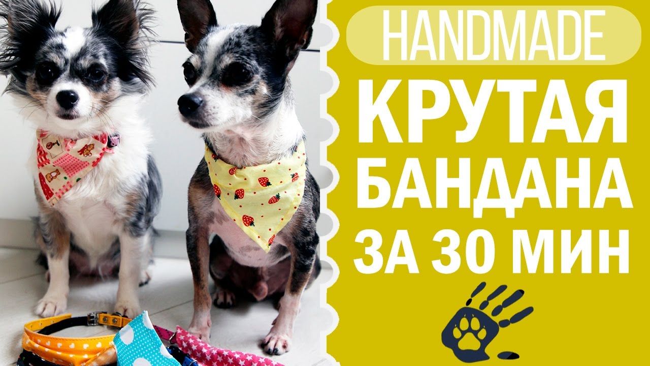 Как связать для чихуахуа своими руками Как связать для чихуахуа своими руками