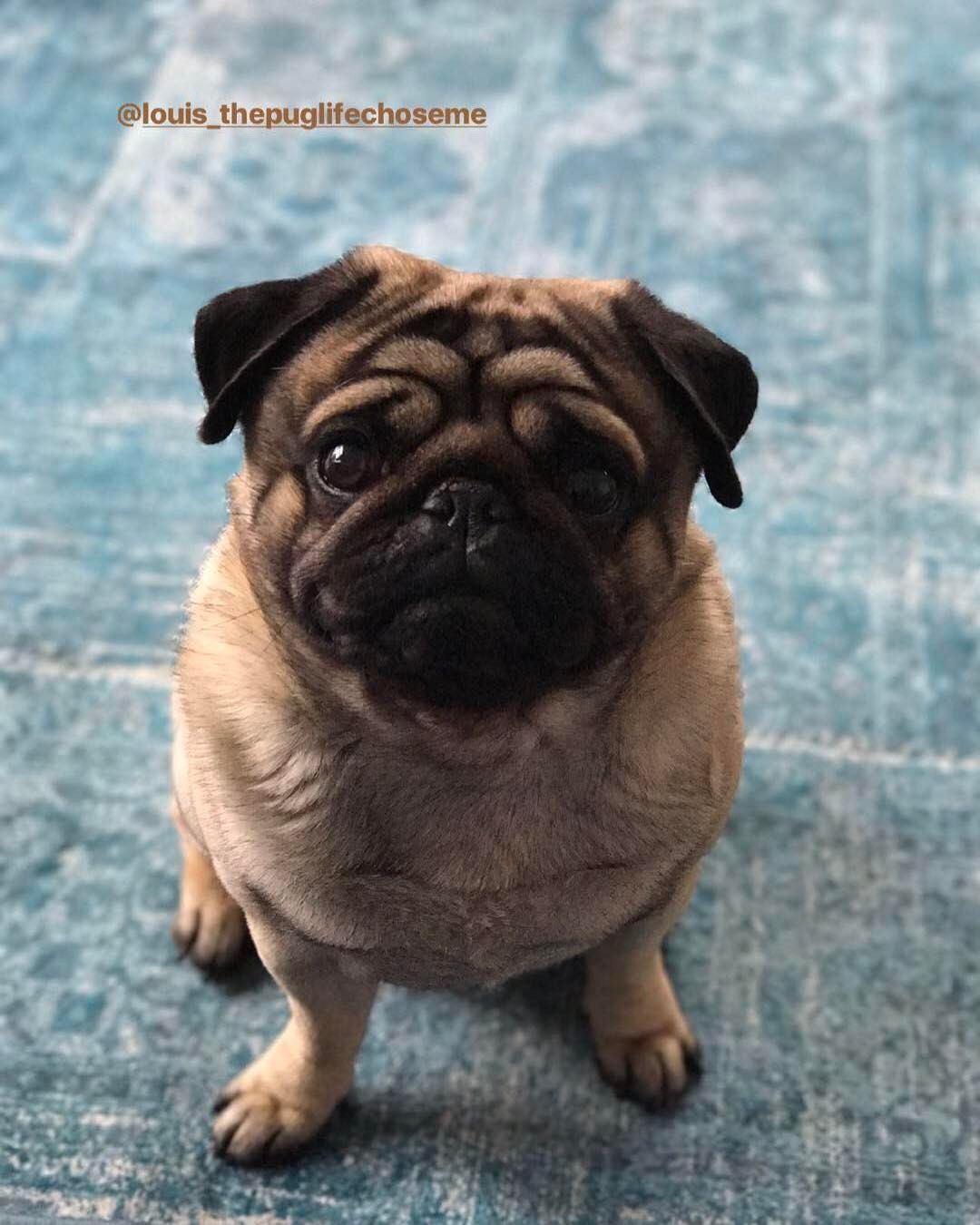 Love U Mommy Badasspugclub Pugoftheday Pugofmylife Qtpug