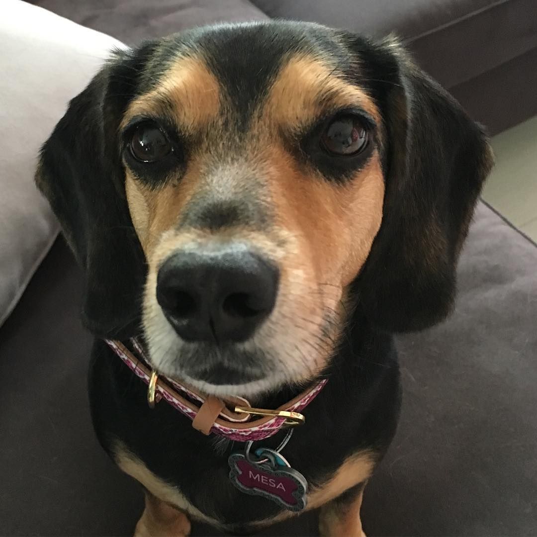 Doxle Named Mesa
