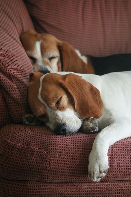 Sleeping Beagles Cuccioli Di Beagle Cane Beagle