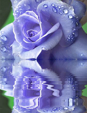 blue roses comments and graphics codes for friendster myspace