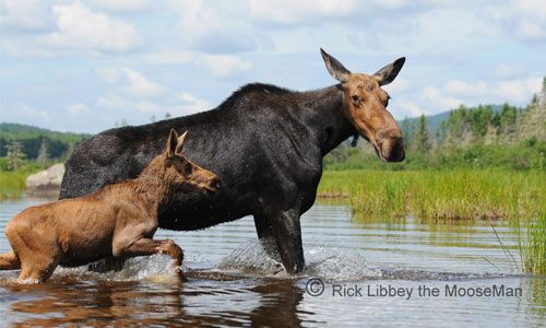 Hotels In Gorham New Hampshire Moose Tours Top Notch Inn Moose Pictures Moose Lake Sunapee