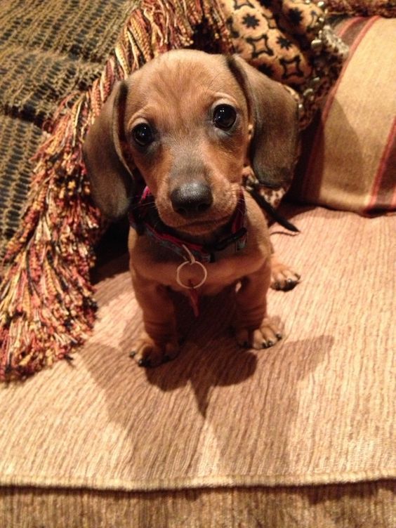 Everybody Meet Choco Latte Aka Choco Cl C Leezy Chocchoc