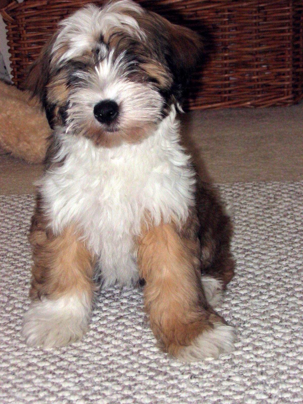 Allentown Pa Tibetan Terrier Mix Meet Buick A Dog For Adoption Http Www Adoptapet Com Pet 17020881 Allentown Pen Tibetan Terrier Terrier Pets