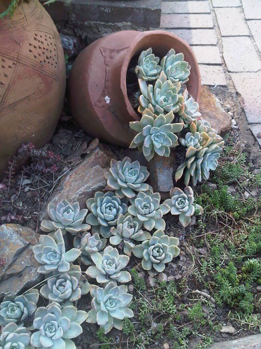 spilled flower pot with stones