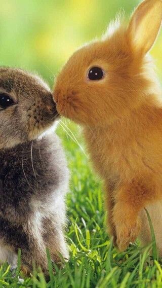 Some Bunny Love S You Lapin Extra Nain Animaux Animaux Beaux