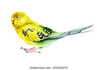 Gringoann: портфолио стоковых фотографий и изображений | Shutterstock Tropical Birds, Budgies, Watercolor, Illustration, Animals, Pen And Wash, Parakeets, Watercolor Painting, Animales