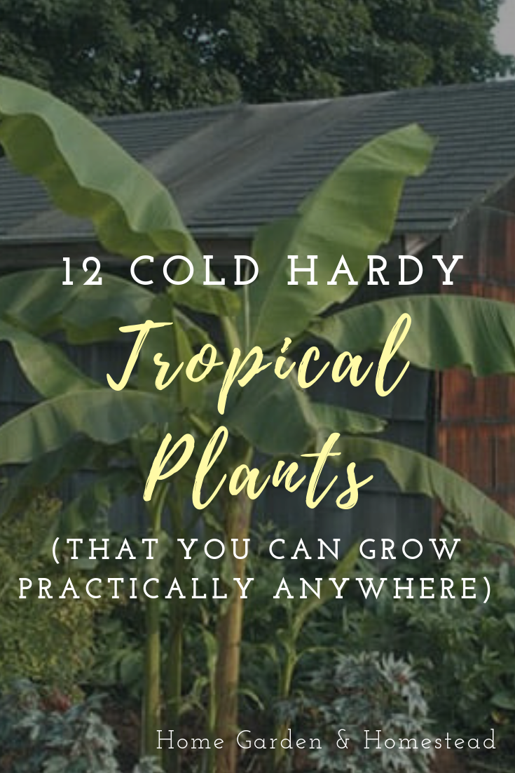 Even if you live far from the tropics, you can still enjoy the beauty and style of tropical plants. #gardendesign #coldhardy #landscaping #tropical Tropical Backyard Landscaping, Landscaping Around Pool, Tropical Garden Plants, Pool Plants, Tropical Patio, Tropical Garden Design, Florida Landscaping, Backyard Plants, Small Tropical Gardens