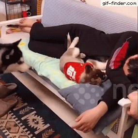 Husky Drags Pup Off Sofa – Find and Share Funny An Husky Drags Pup Off Sofa – Find and Share Funny An