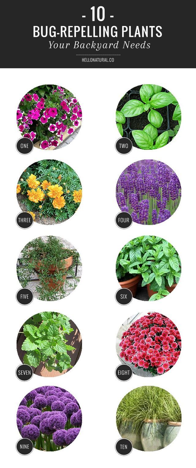 If there’s anything I’ve learned from spending 30ish summers in Minnesota, it’s this: Nothing ruins a patio party faster than mosquitoes (except maybe ants…or biting flies). Mosquitoes, flies, beetles Lawn And Garden, Backyard Garden, Diy Garden, Flower Garden, Terrace Garden, Backyard Plants, Flower Beds, Garden Fence, Backyard Dining