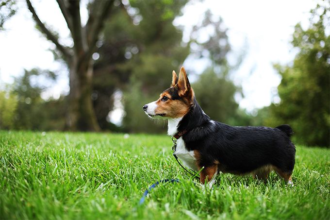 Cardigan Welsh Corgi Dog Breed Information Pictures Cardigan Welsh Corgi Dog Breed