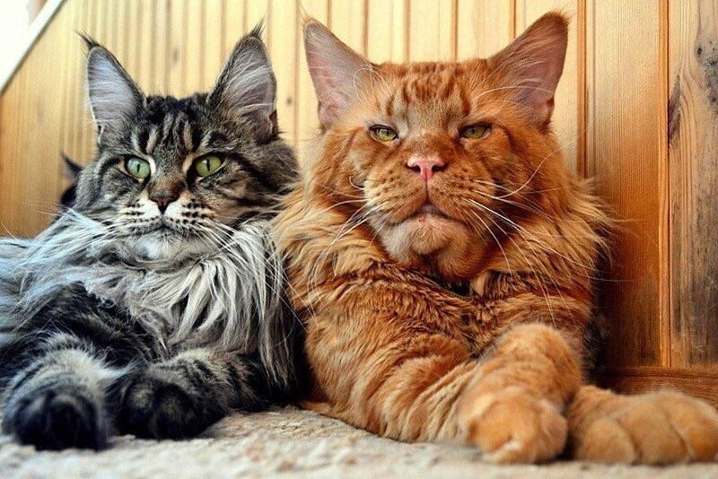 Plafoniere Con Animali : Pin di luciana fantini su gatti animali e
