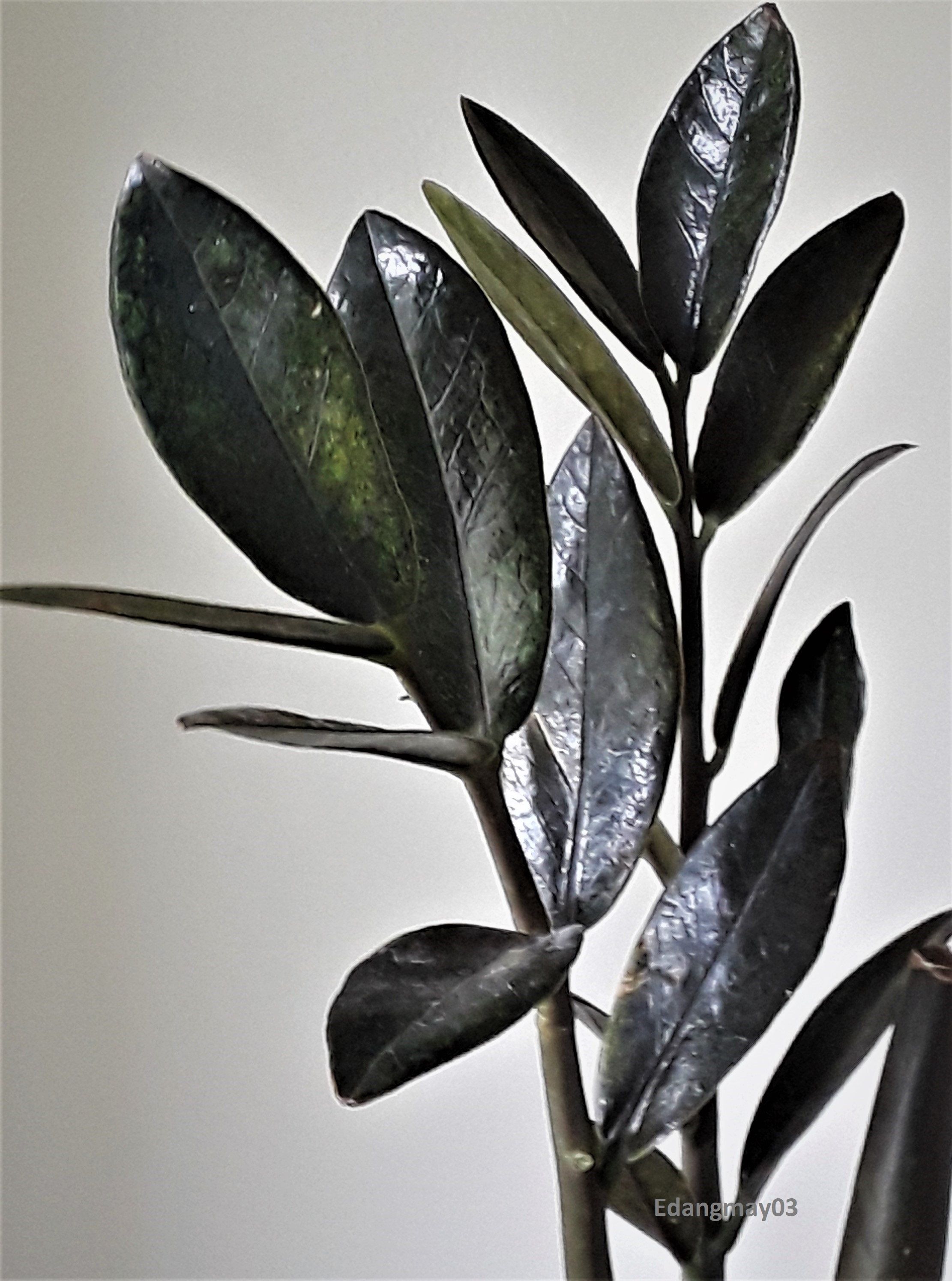 Zamioculcas Zamiifolia Black Raven Zz Eternity Plant Succulent Etsy Plants Greenhouse Plants Zz Plant Zamioculcas Zamiifolia Black Raven Zz Eternity Plant Succulent Etsy Plants Greenhouse Plants Zz Plant
