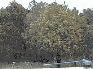 Poisonous mushroom decision tree pruning with cost add weights