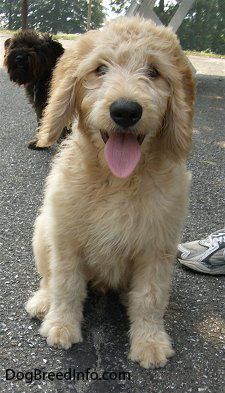 It S So Fluffy I M Gonna Die Goldendoodle Dog Breeds Pictures