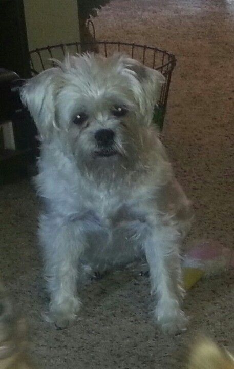 My Schnug Sally Schnauzer Mix Pug Mix Pugs