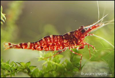 brown camo shrimp caridina