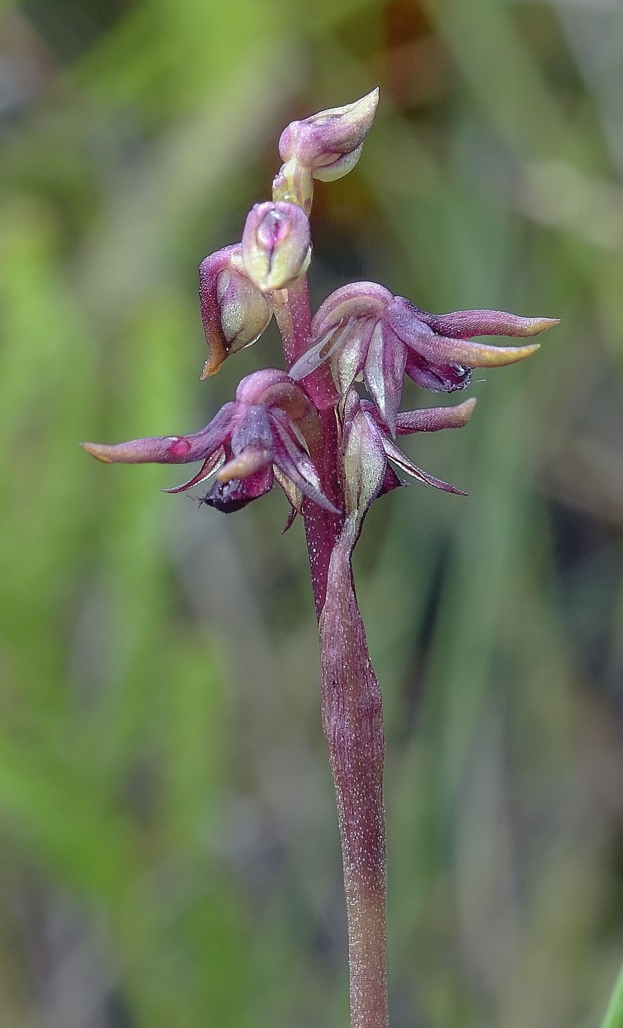 In the orchid there were midges: what to do and how to get rid of them In the orchid there were midges: what to do and how to get rid of them