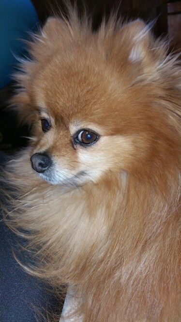 Don T Let Your Dog Down Read These Tips Happy Dogs Puppies