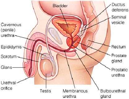 Diagram of the anus