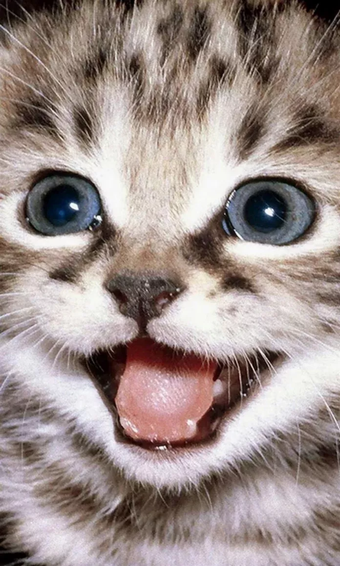 Marvelous Beautiful Cats Videos Marvelous Beautiful Cats Videos