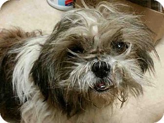 Pin By Allison Woods On Pets In Need Of A Home Pets Shih Tzu